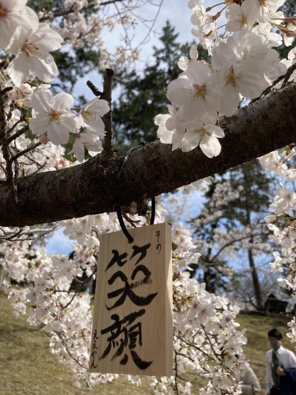 Sakura Season has come!